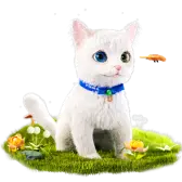 Cute Cat